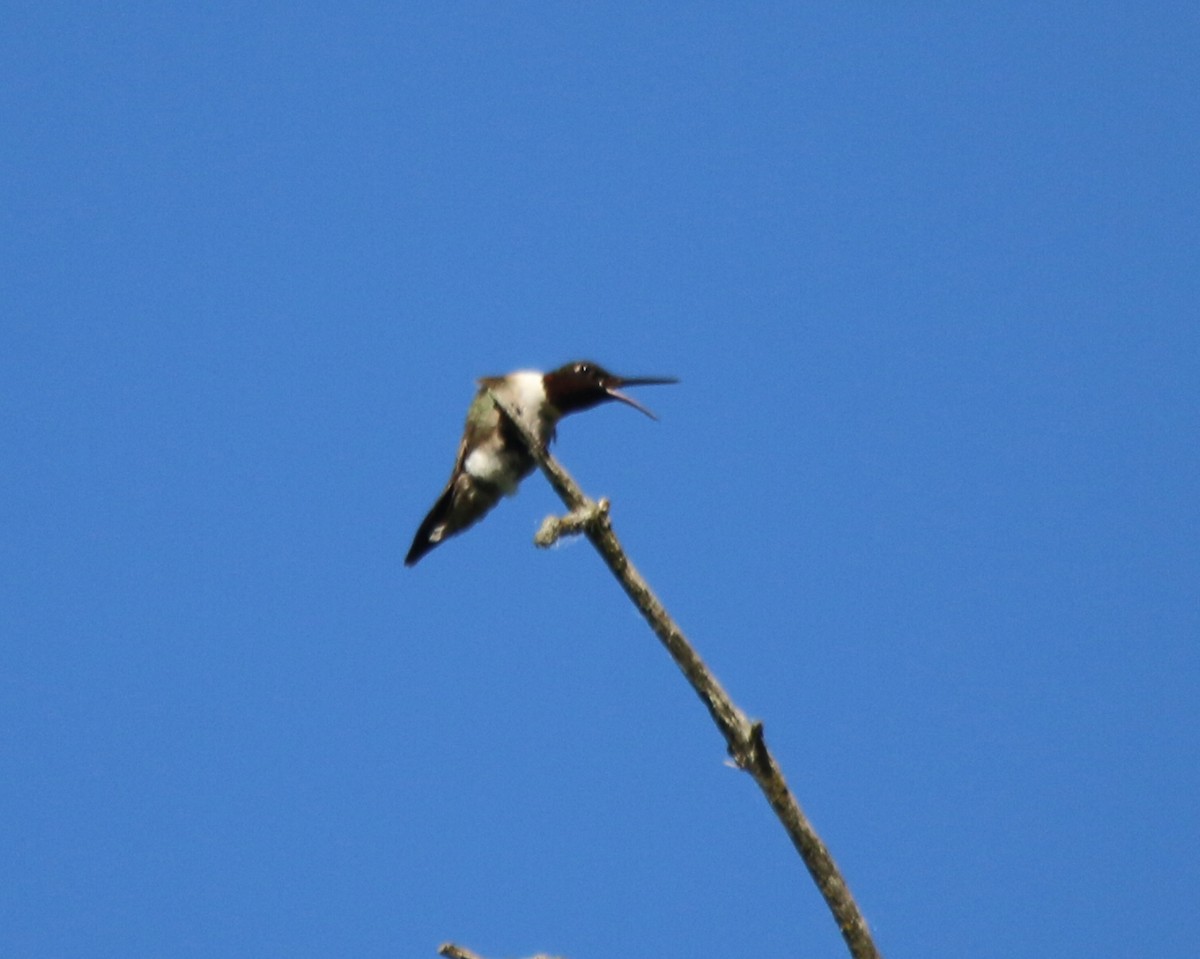 Colibrí Gorjirrubí - ML620495796