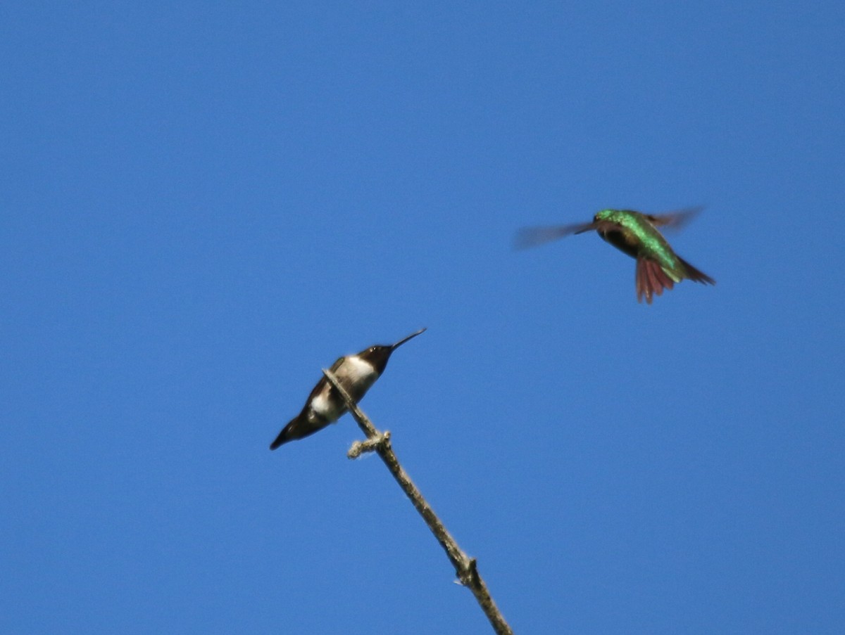 Ruby-throated Hummingbird - ML620495799