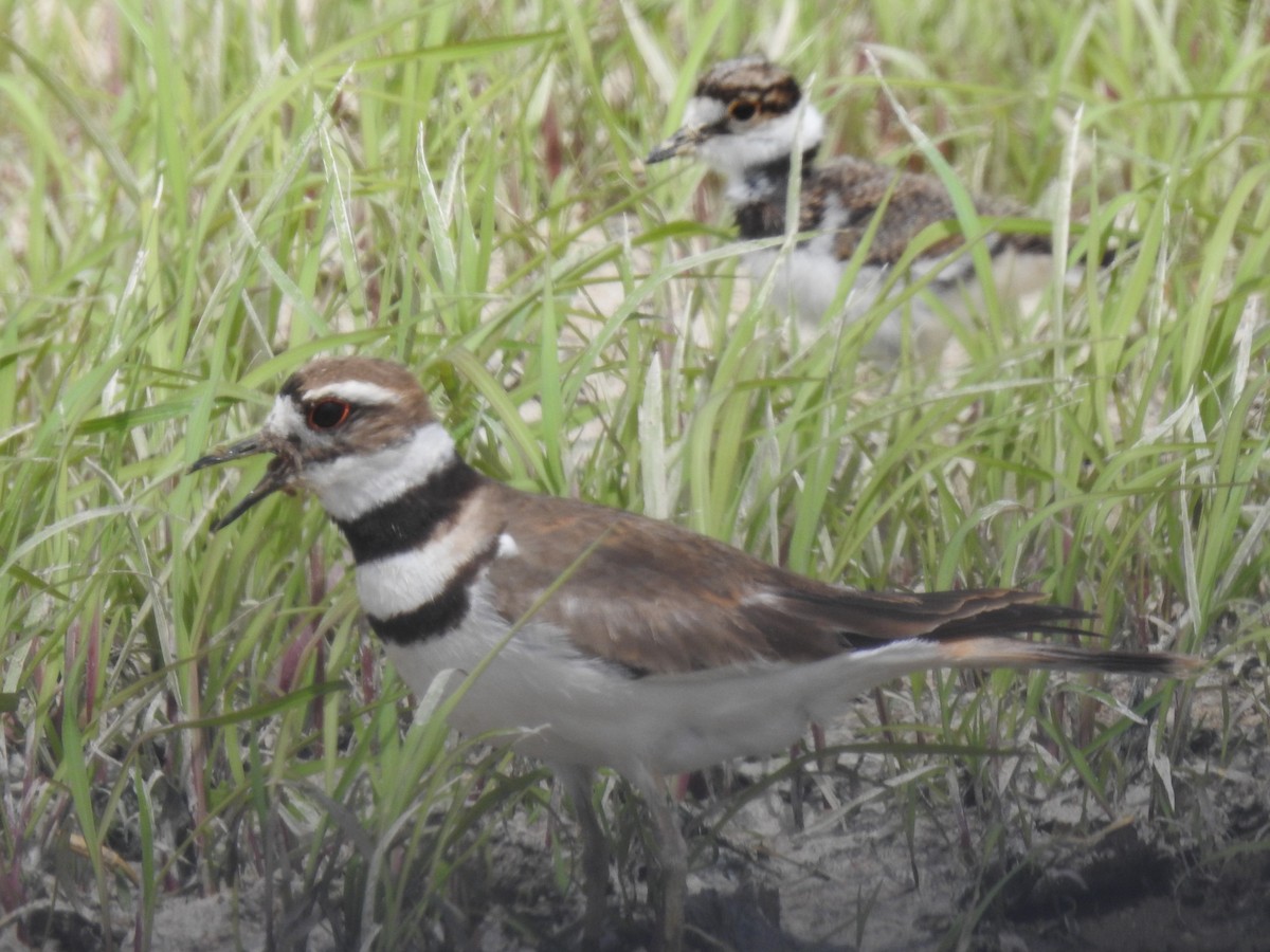 Killdeer - ML620495807