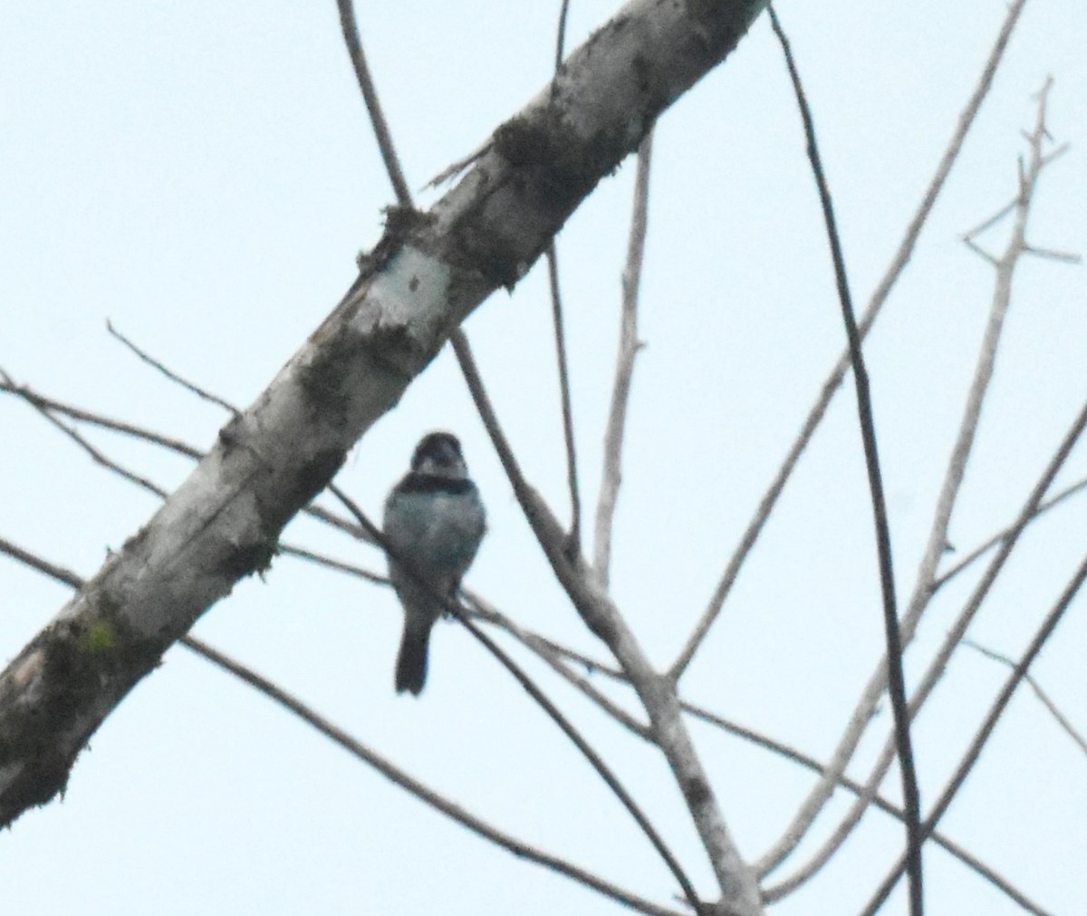 Variable Seedeater (Variable) - ML620495811