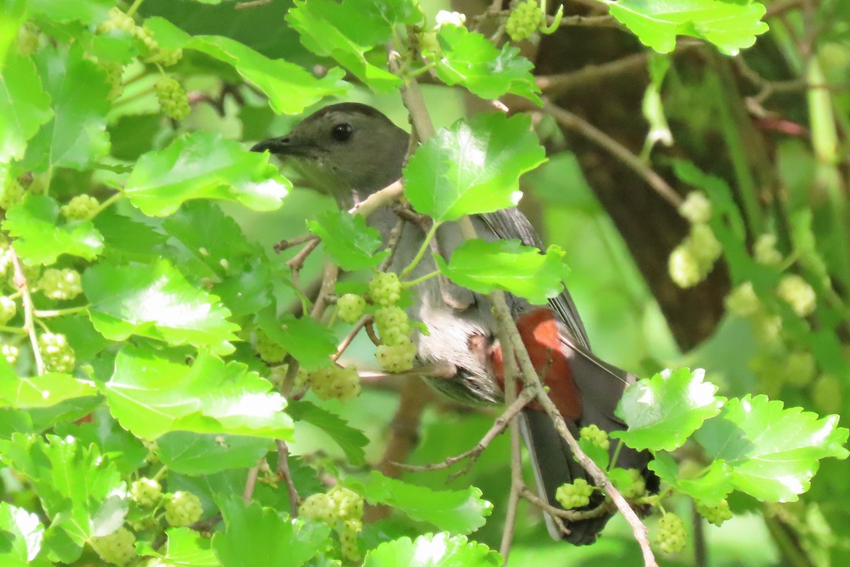 Gray Catbird - ML620495812