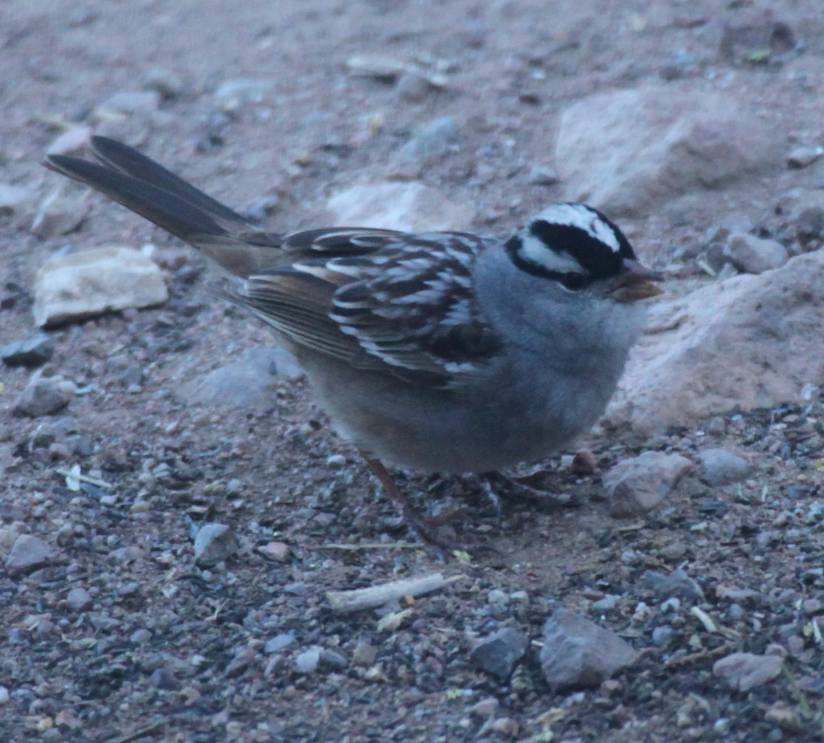 White-crowned Sparrow - ML620495814