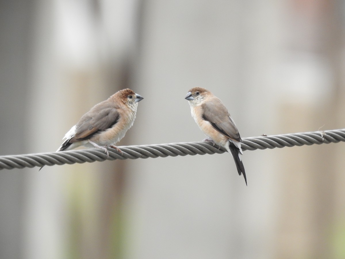 Indian Silverbill - ML620495819