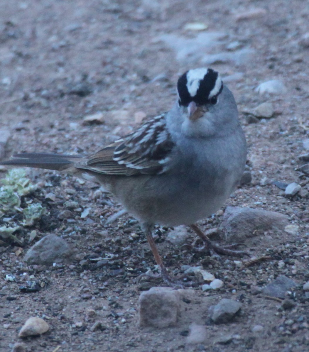 White-crowned Sparrow - ML620495820