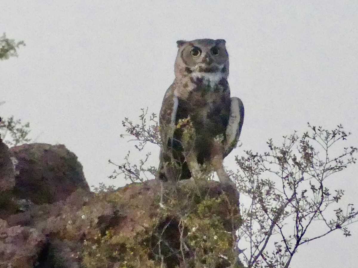 Great Horned Owl - ML620495821