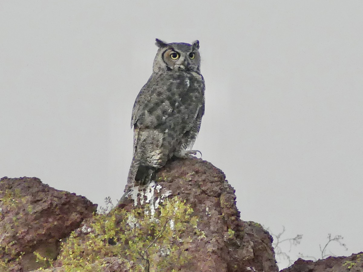 Great Horned Owl - Dennis Wolter