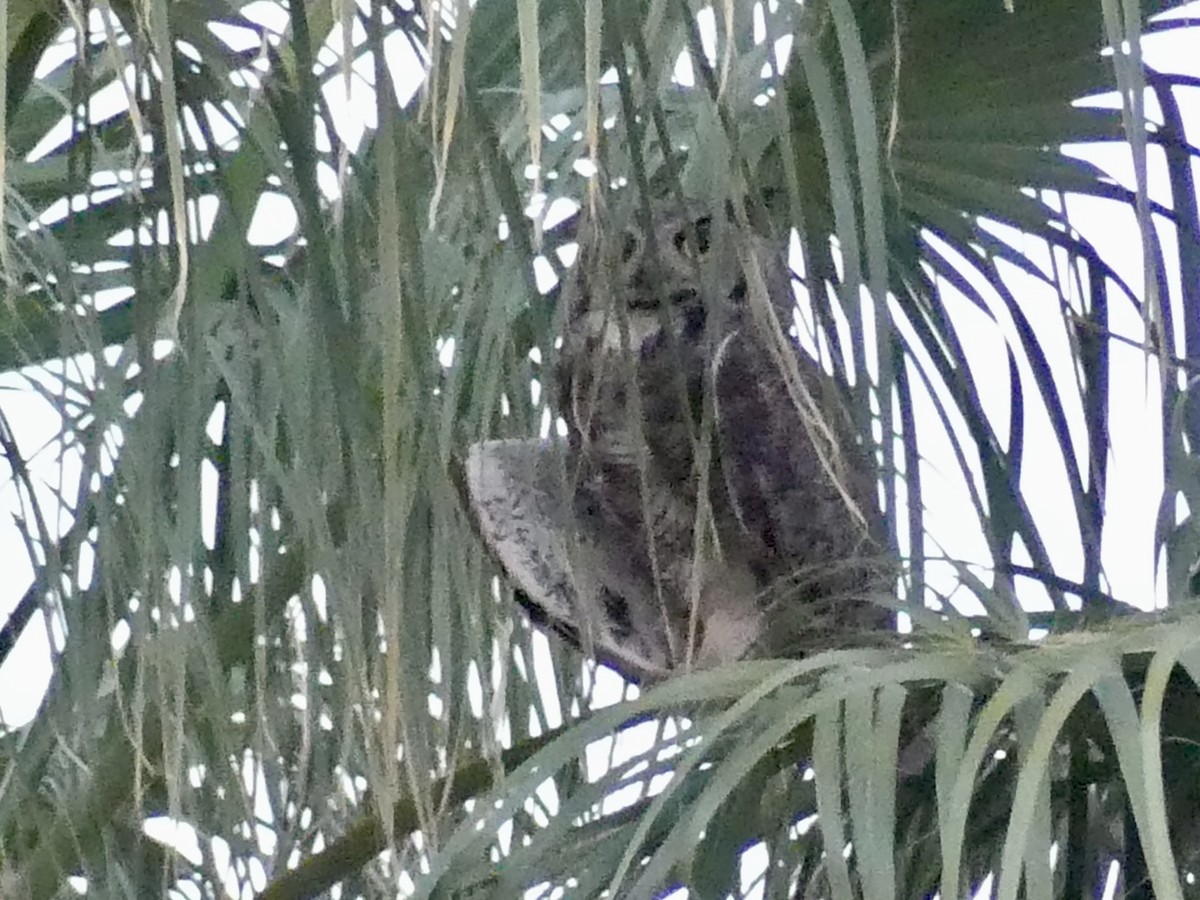 Great Horned Owl - ML620495823