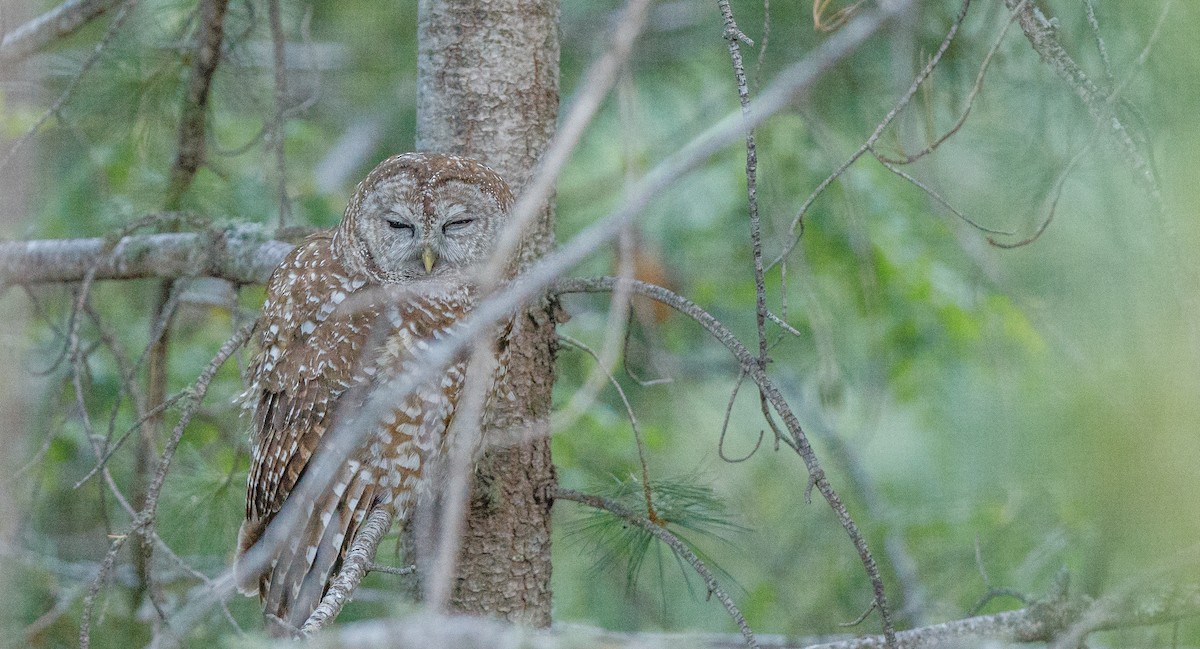 Spotted Owl (Mexican) - ML620495824