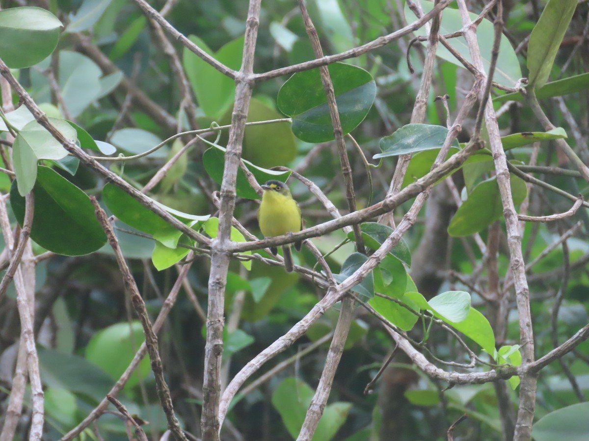 Gray-headed Tody-Flycatcher - ML620495829