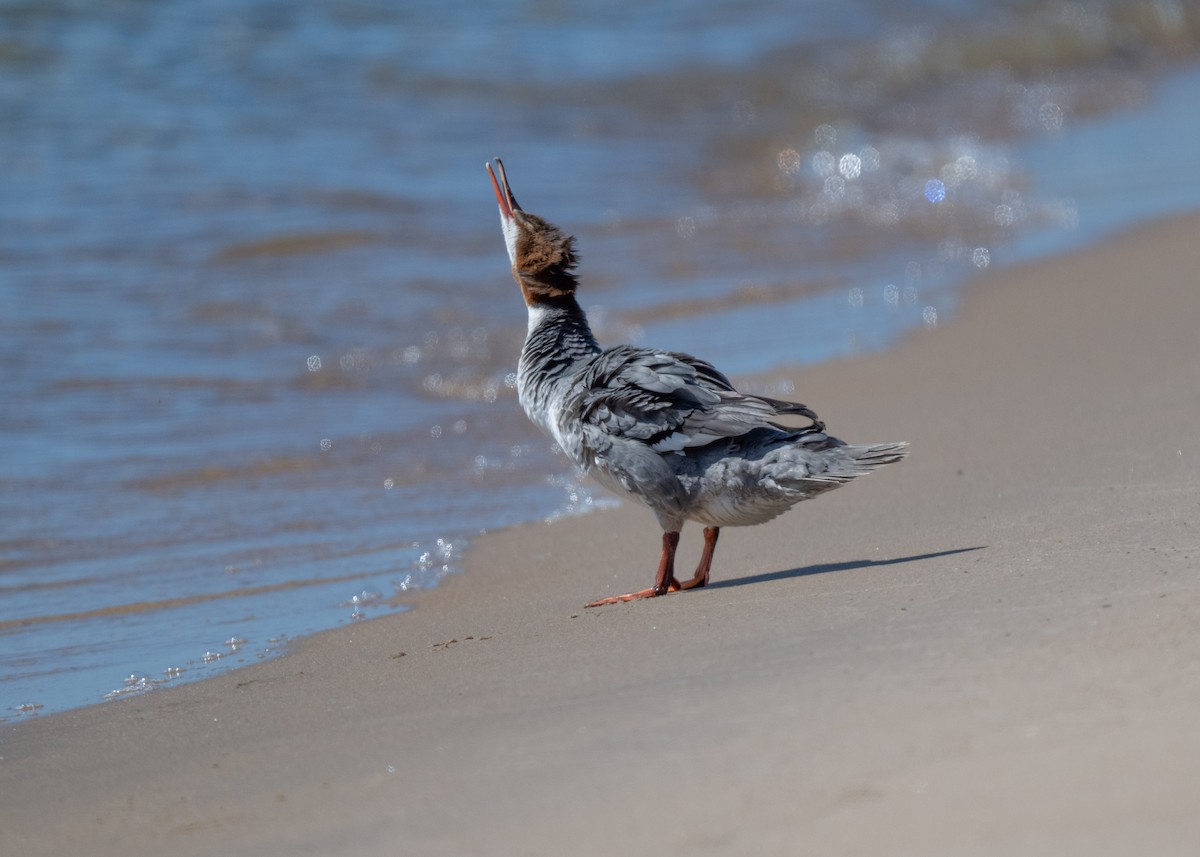 Common Merganser - ML620495831