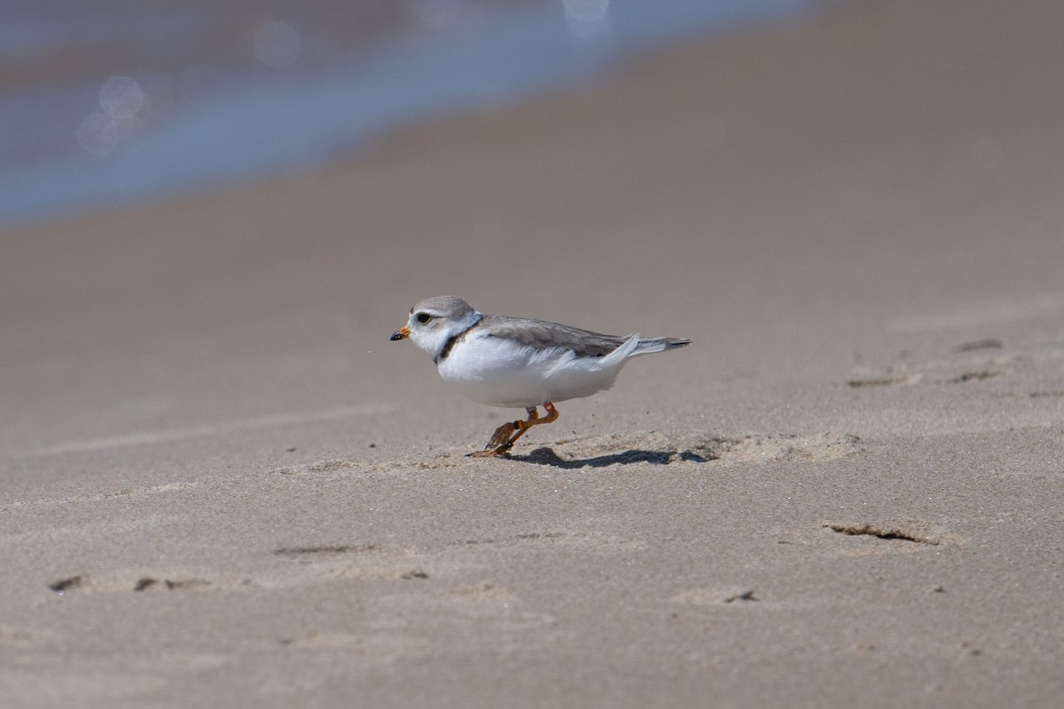 Piping Plover - ML620495840