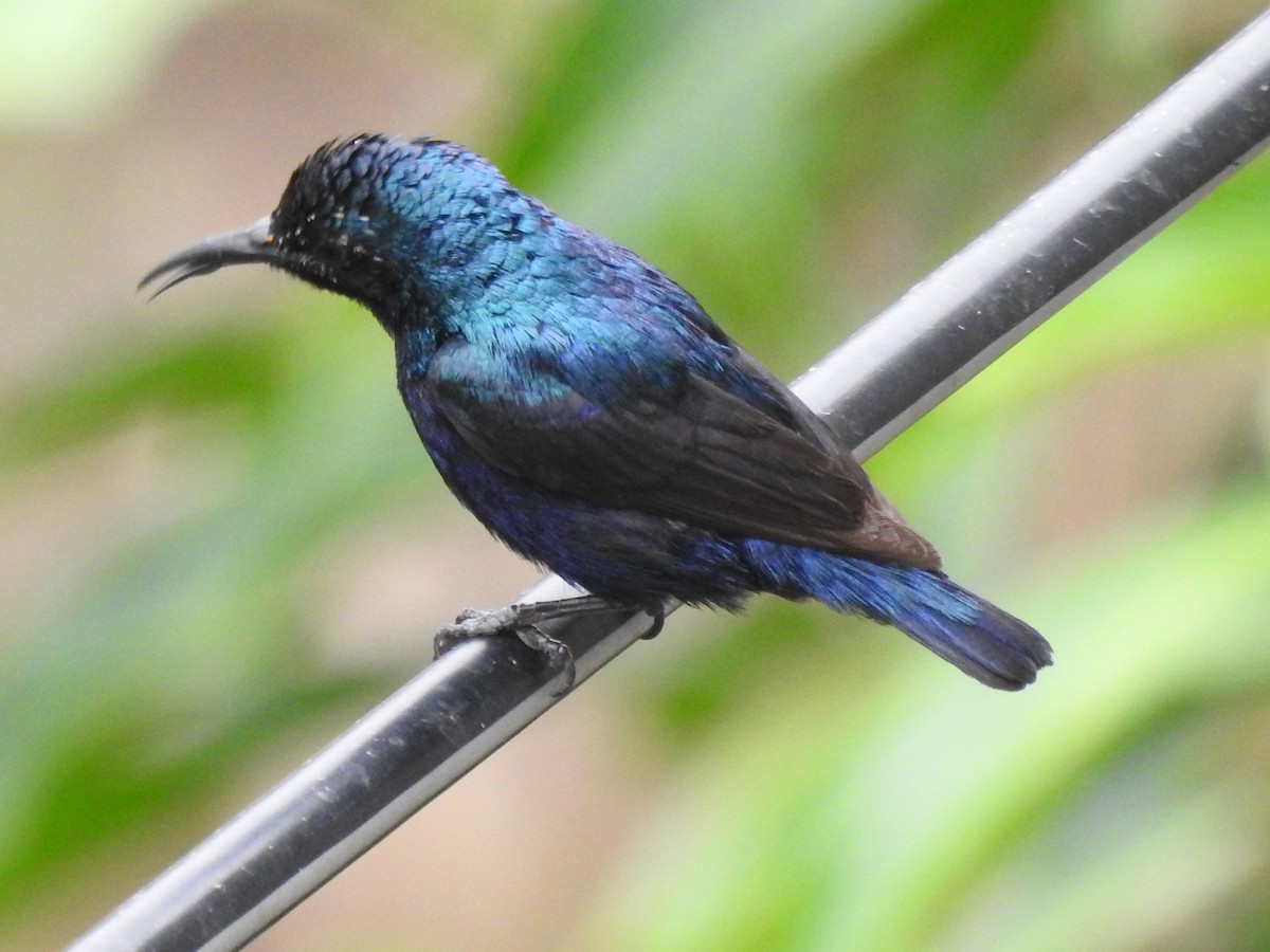 Purple Sunbird - Sandhya Phalke