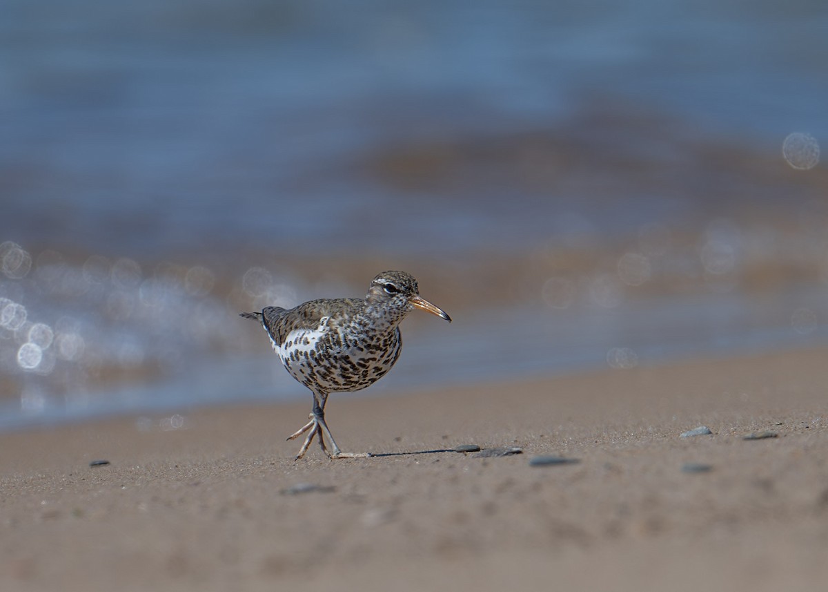 Spotted Sandpiper - ML620495843