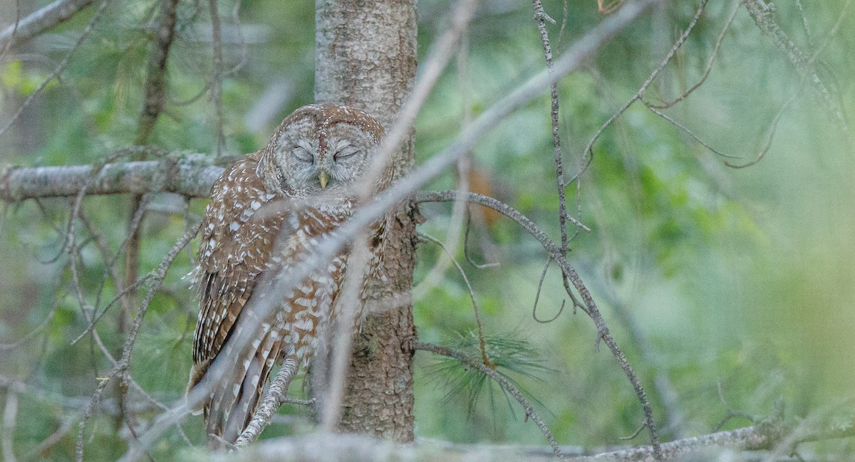 Spotted Owl (Mexican) - ML620495848