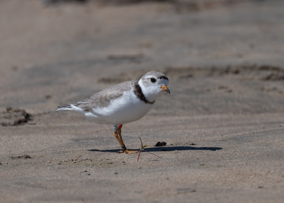Piping Plover - ML620495852