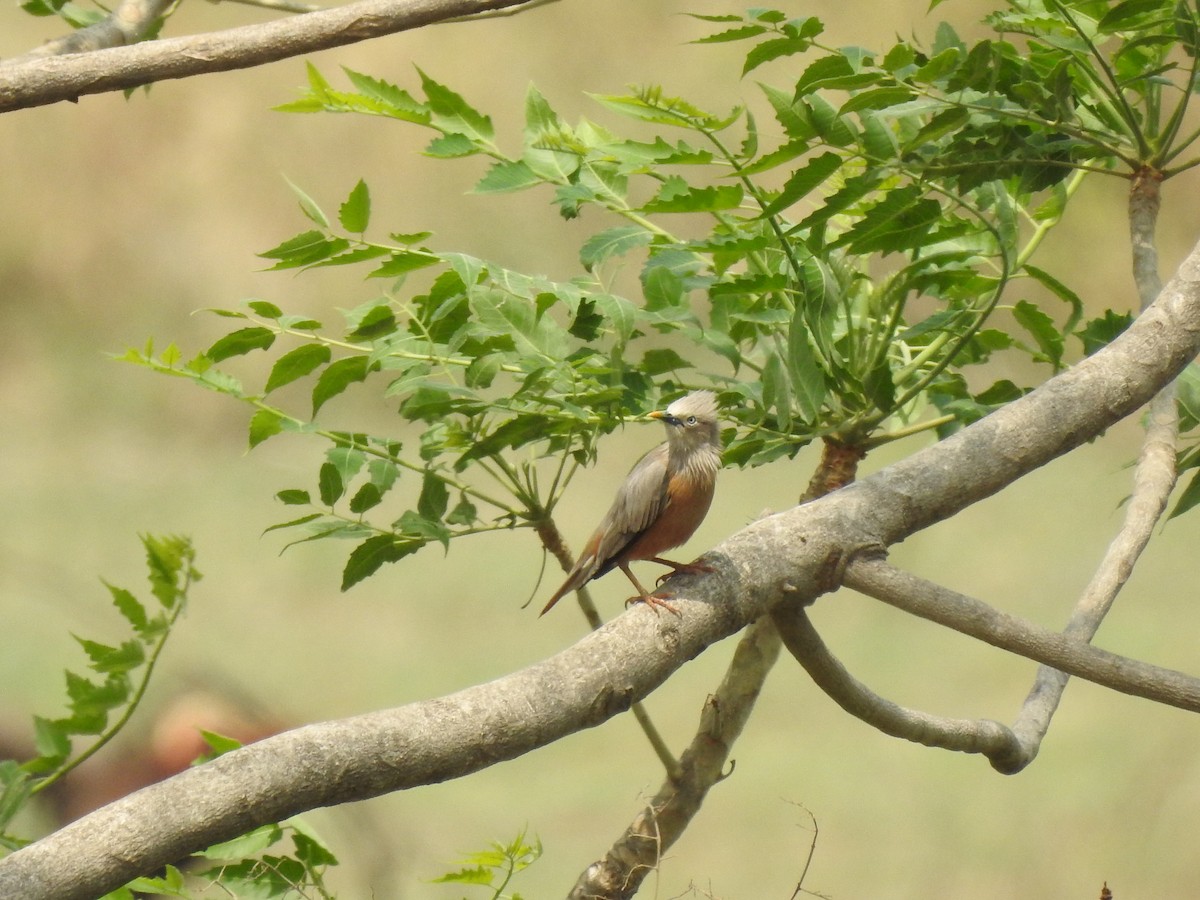Chestnut-tailed Starling - ML620495853