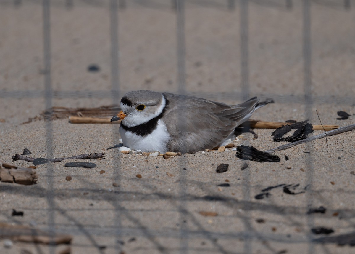 Piping Plover - ML620495854
