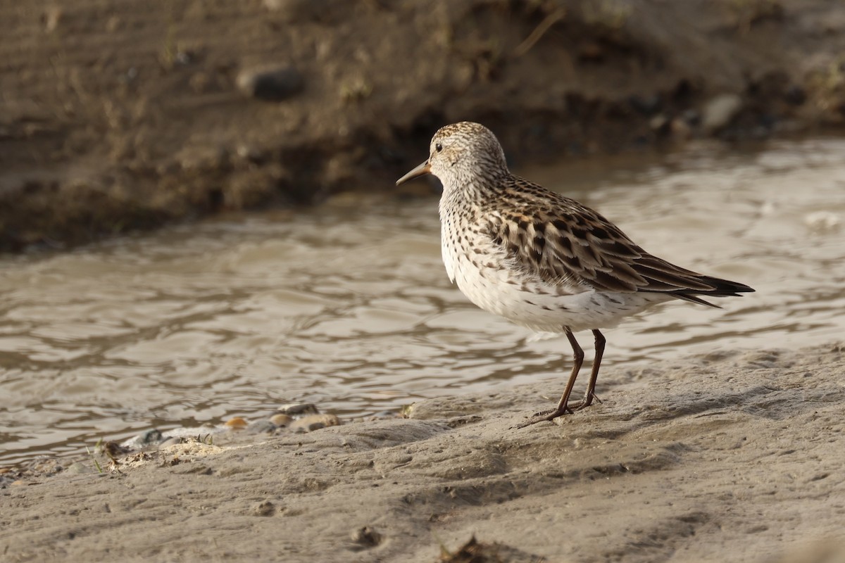 Weißbürzel-Strandläufer - ML620495855