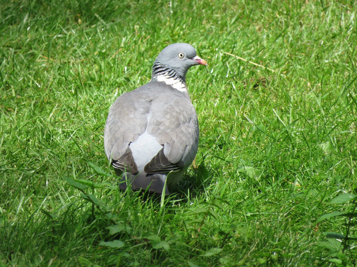 Common Wood-Pigeon - ML620495856