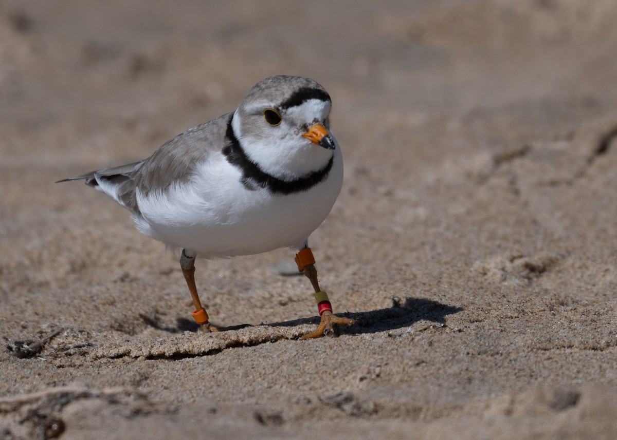 Piping Plover - ML620495863