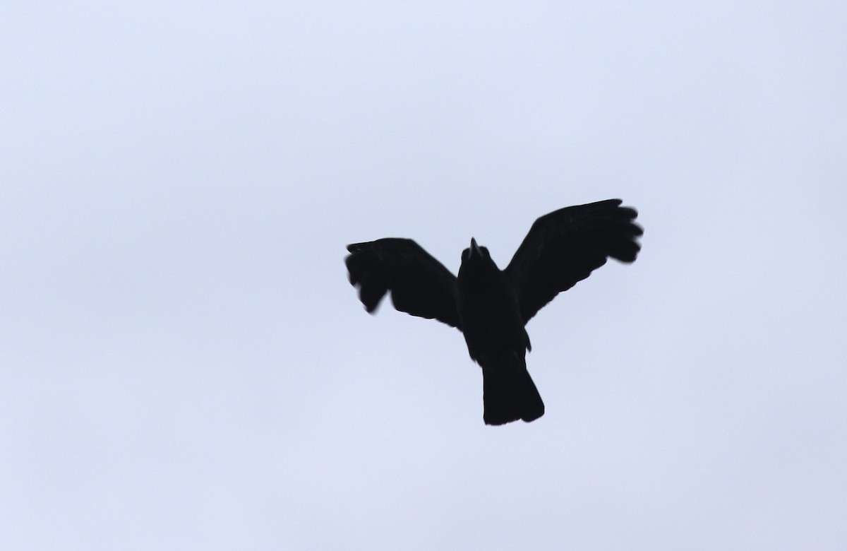 Slender-billed Crow (Sunda) - Yousif Attia