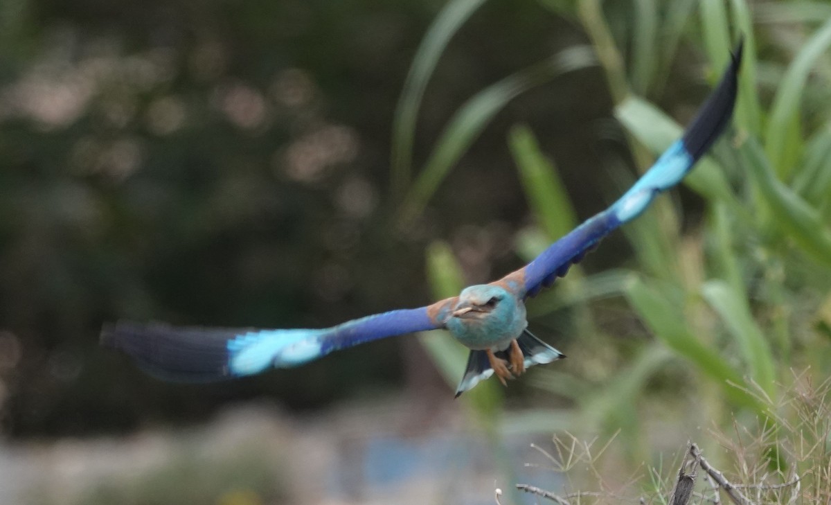 European Roller - ML620495872