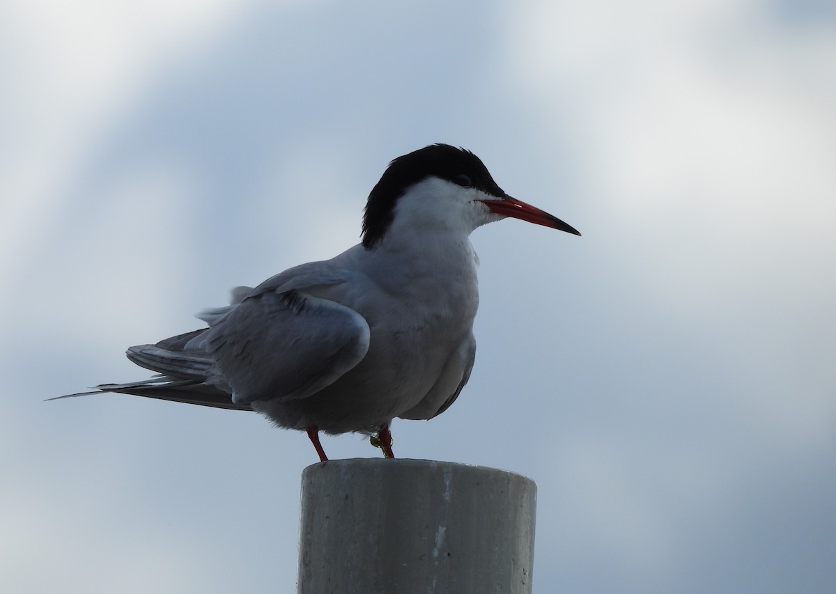 Common Tern - ML620495878