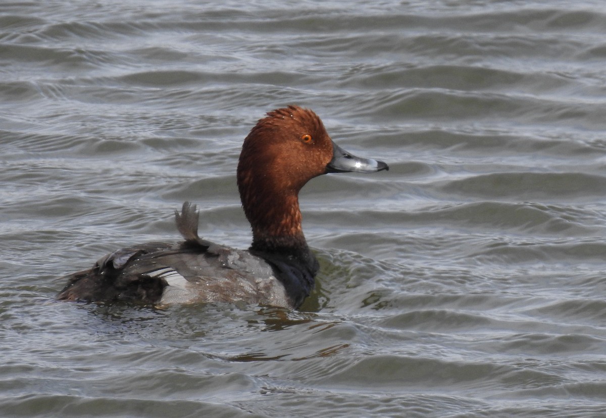 Redhead - JC Clancy