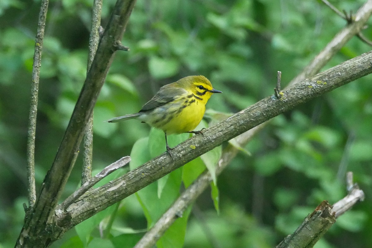 Prairie Warbler - ML620495885