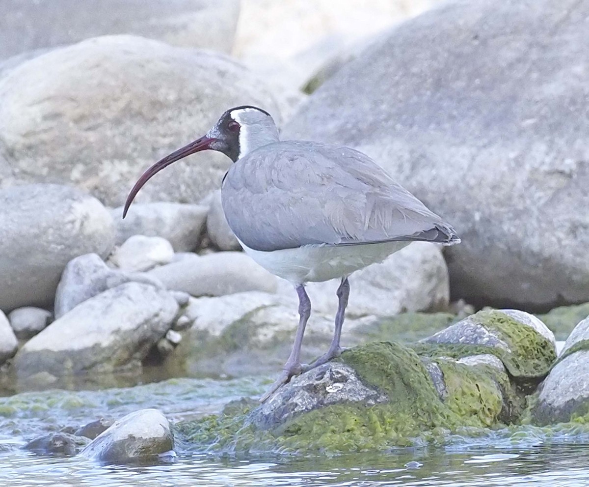 Bec-d'ibis tibétain - ML620495886