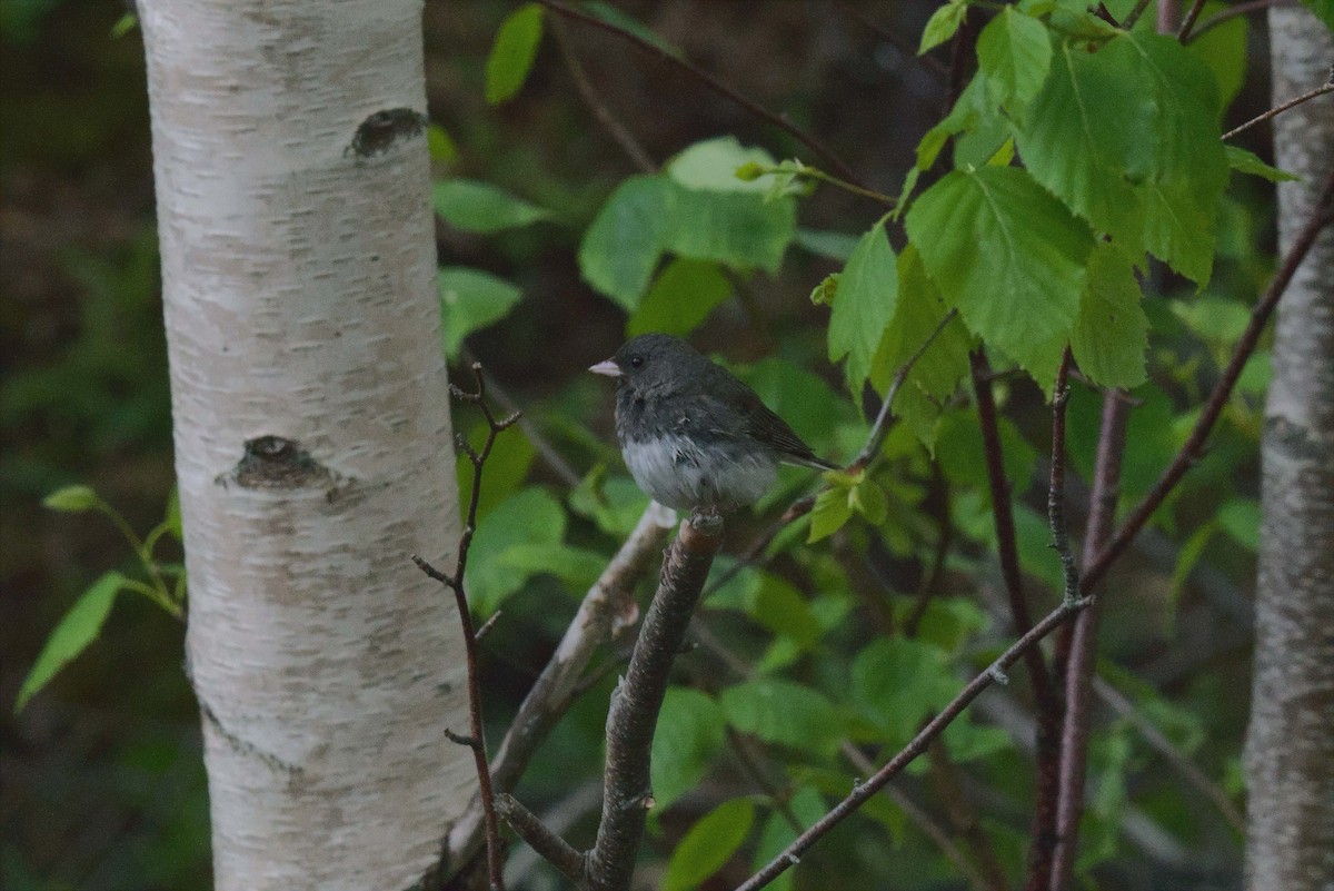 Junco ardoisé - ML620495891