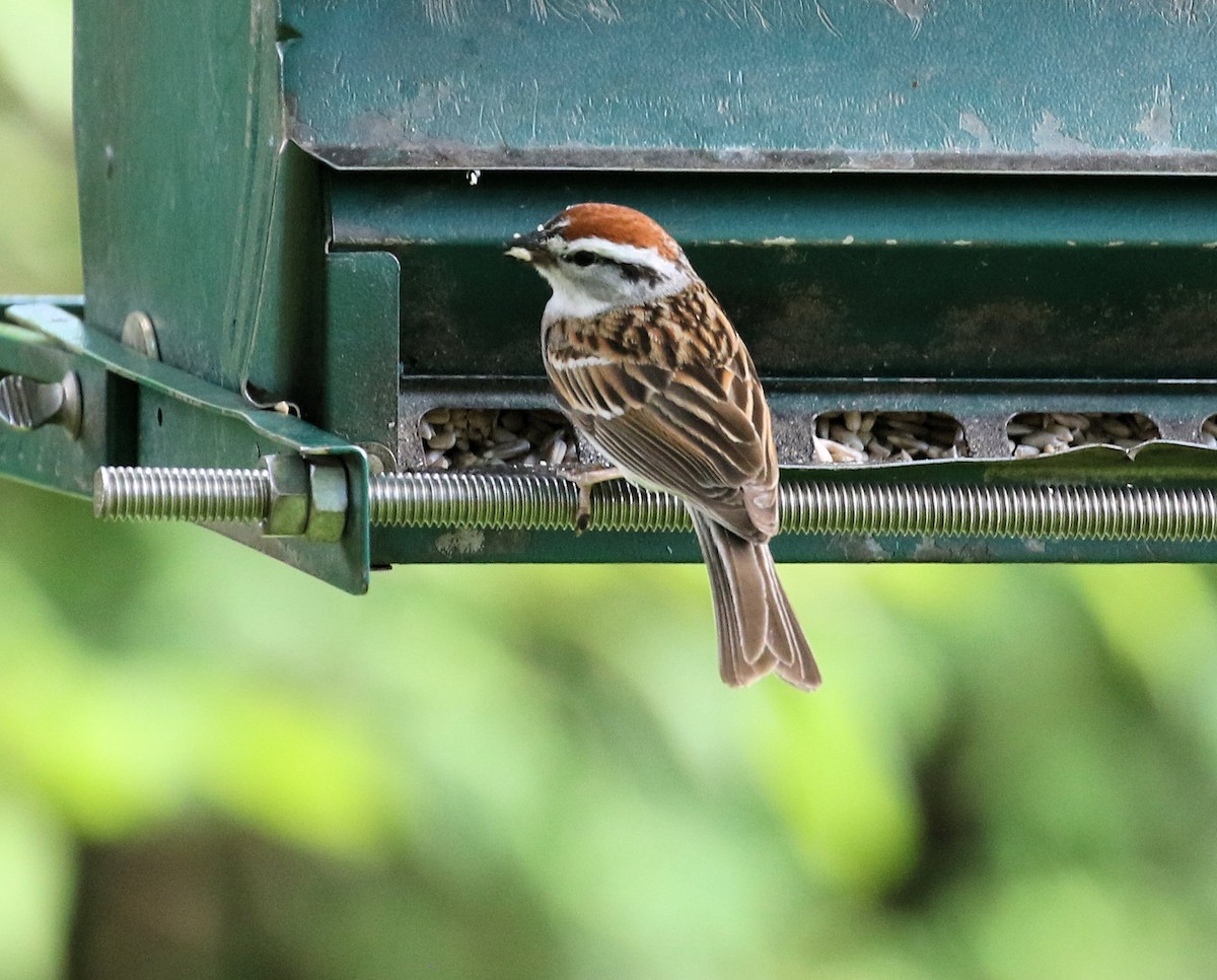Chipping Sparrow - ML620495892
