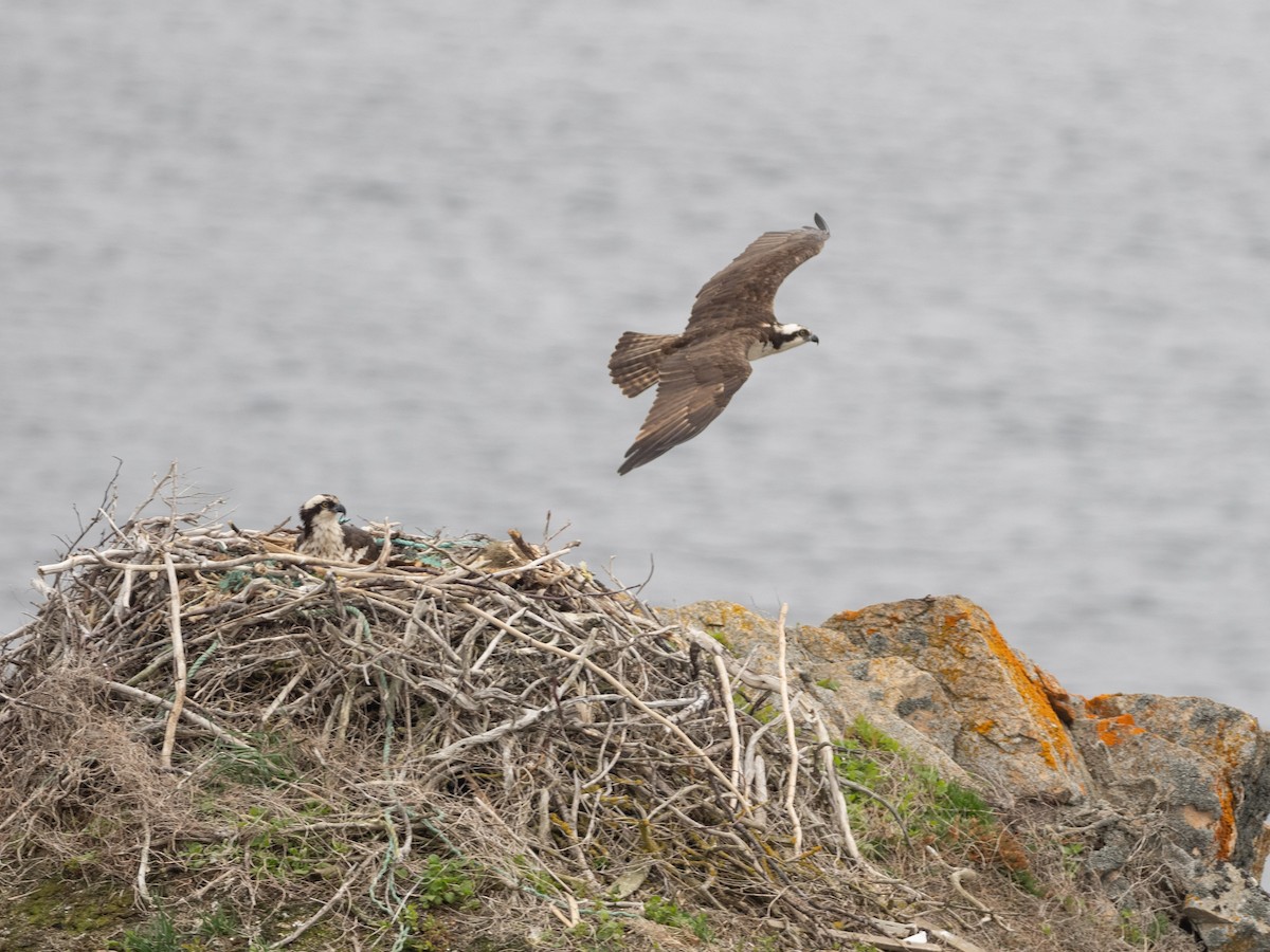 Águila Pescadora - ML620495898