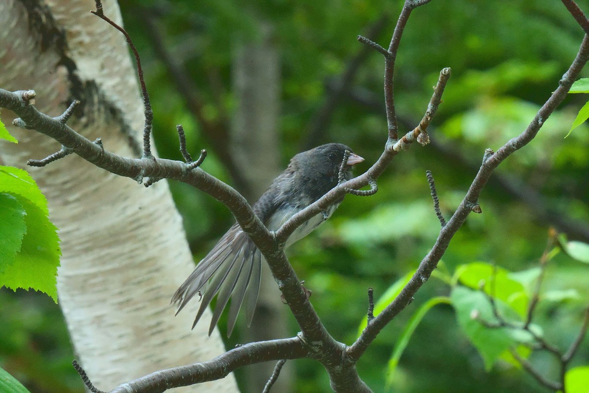 Junco Ojioscuro - ML620495899