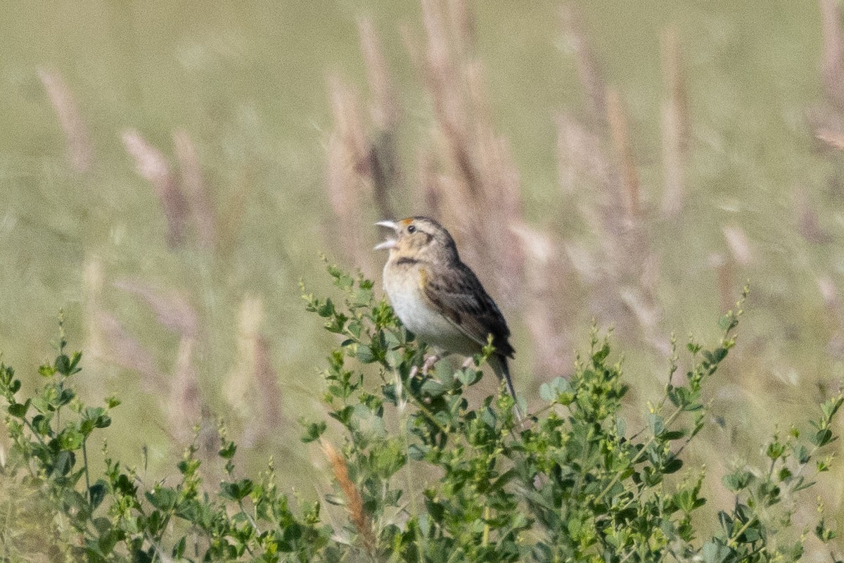 Grasshopper Sparrow - ML620495901