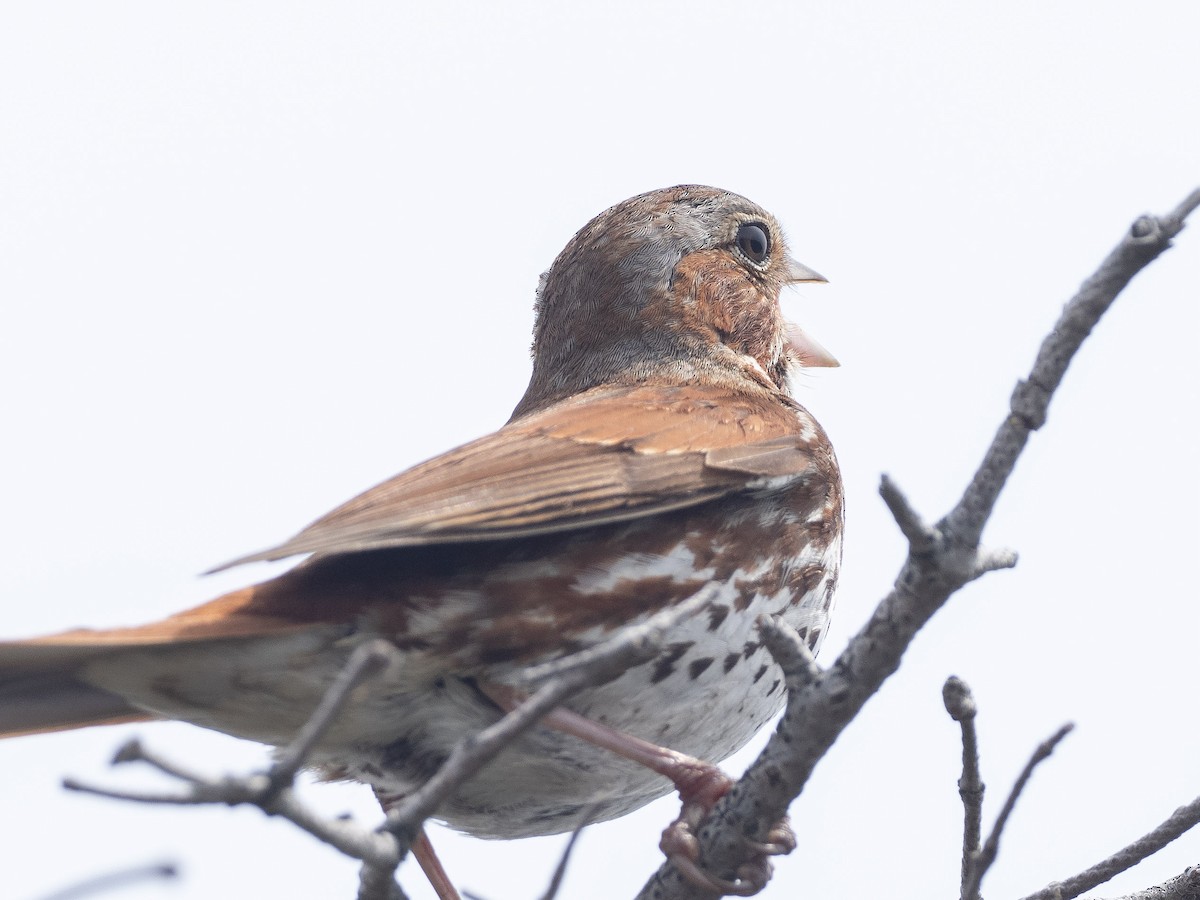 Fox Sparrow - ML620495907