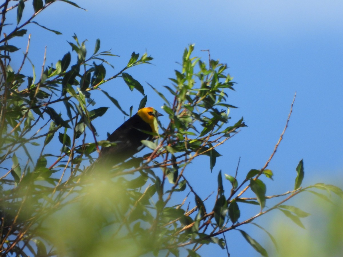 Yellow-headed Blackbird - ML620495909