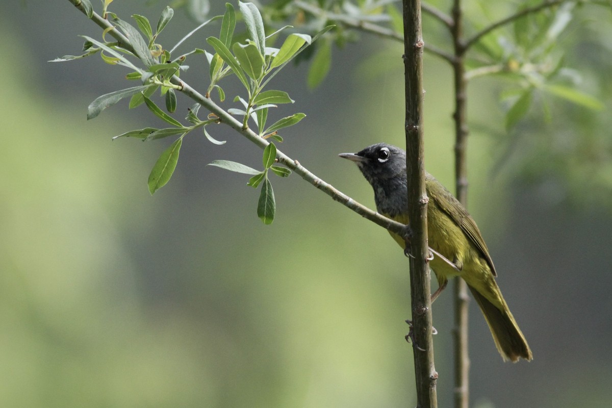 MacGillivray's Warbler - ML620495910