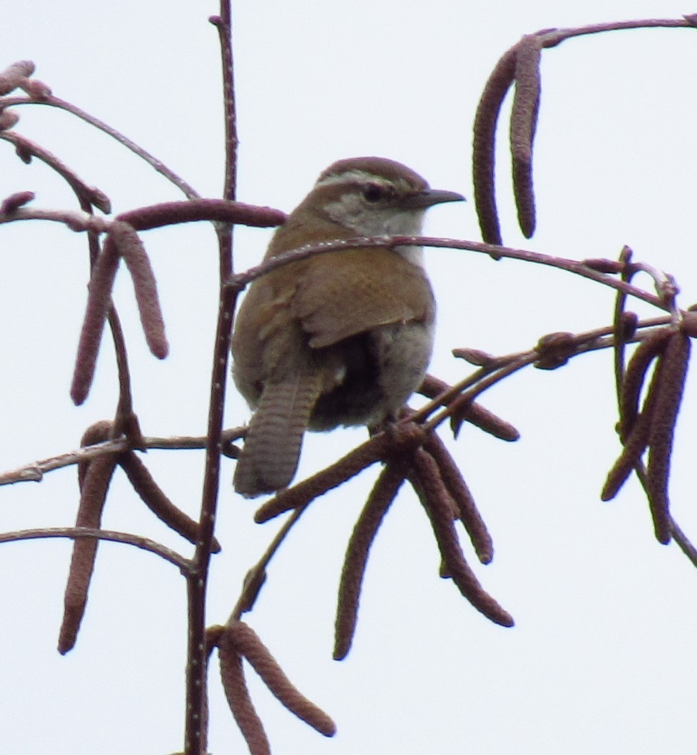 Bewick's Wren - ML620495912