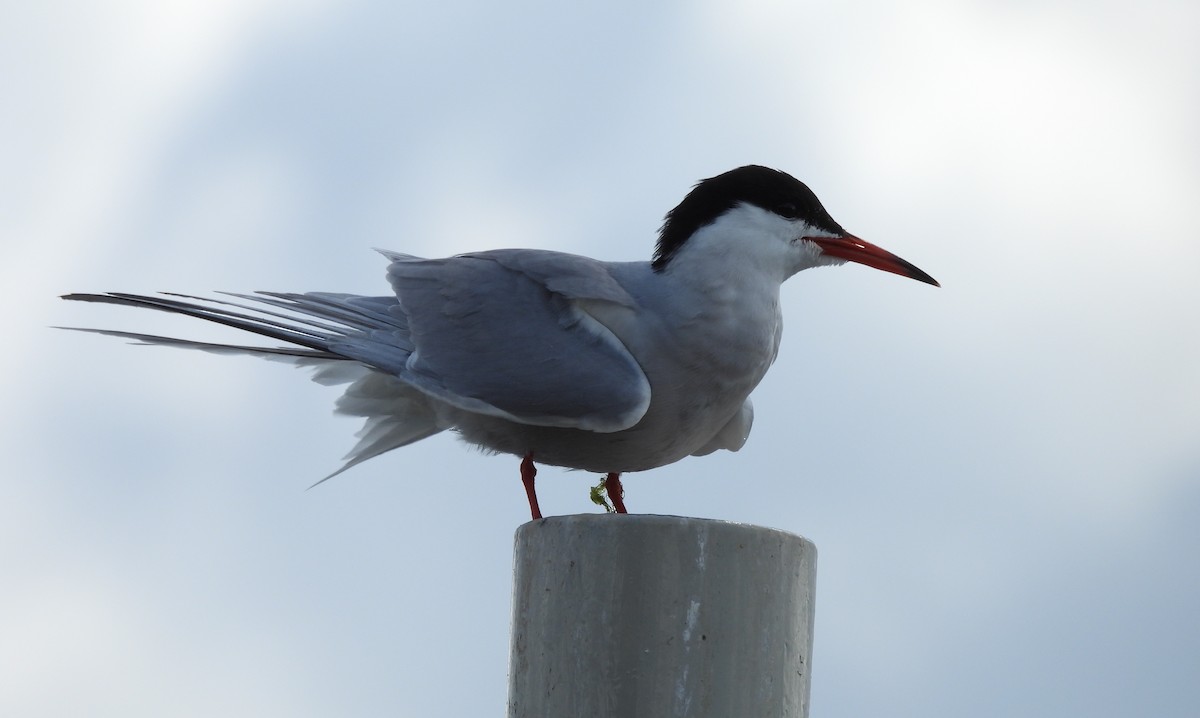 Common Tern - ML620495914