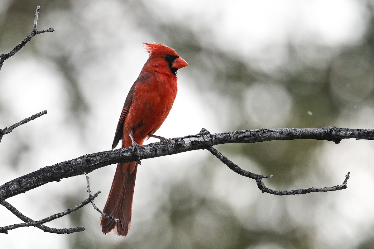 Cardinal rouge - ML620495915