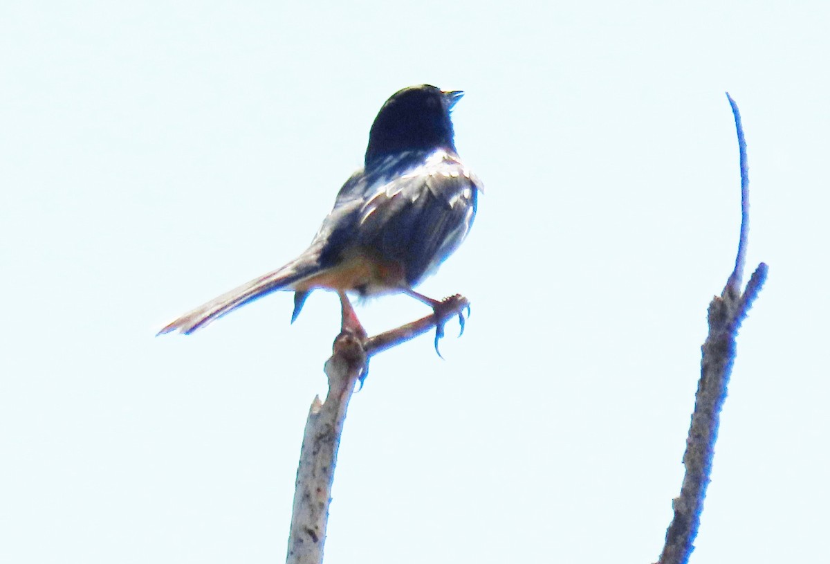 Spotted Towhee (maculatus Group) - ML620495922