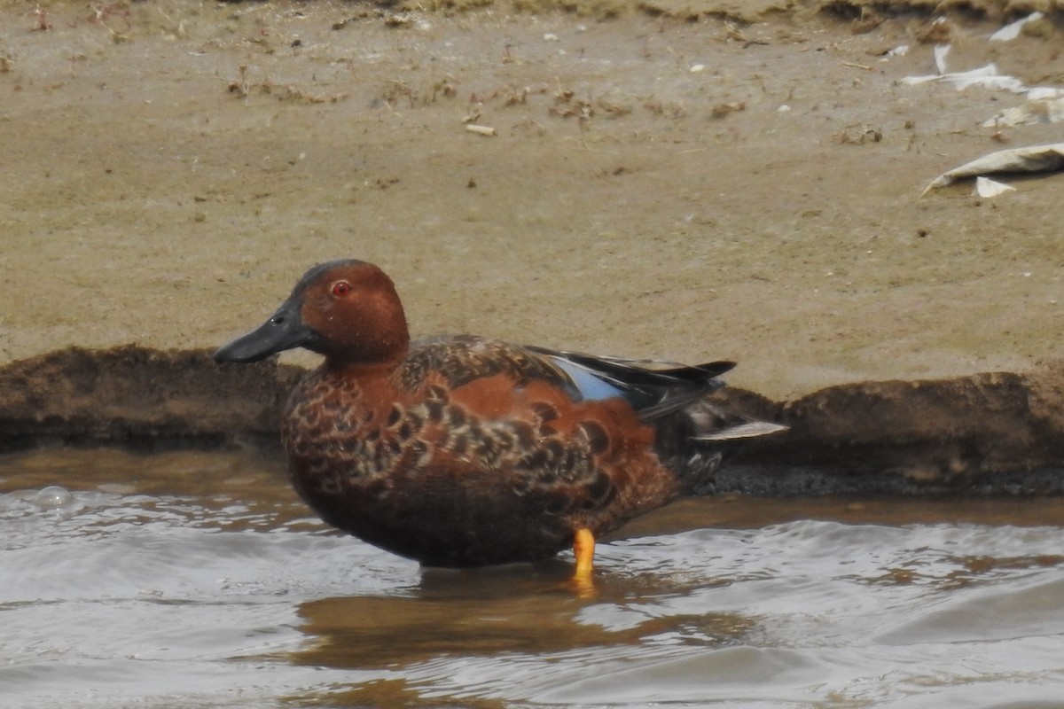 Cinnamon Teal - JC Clancy