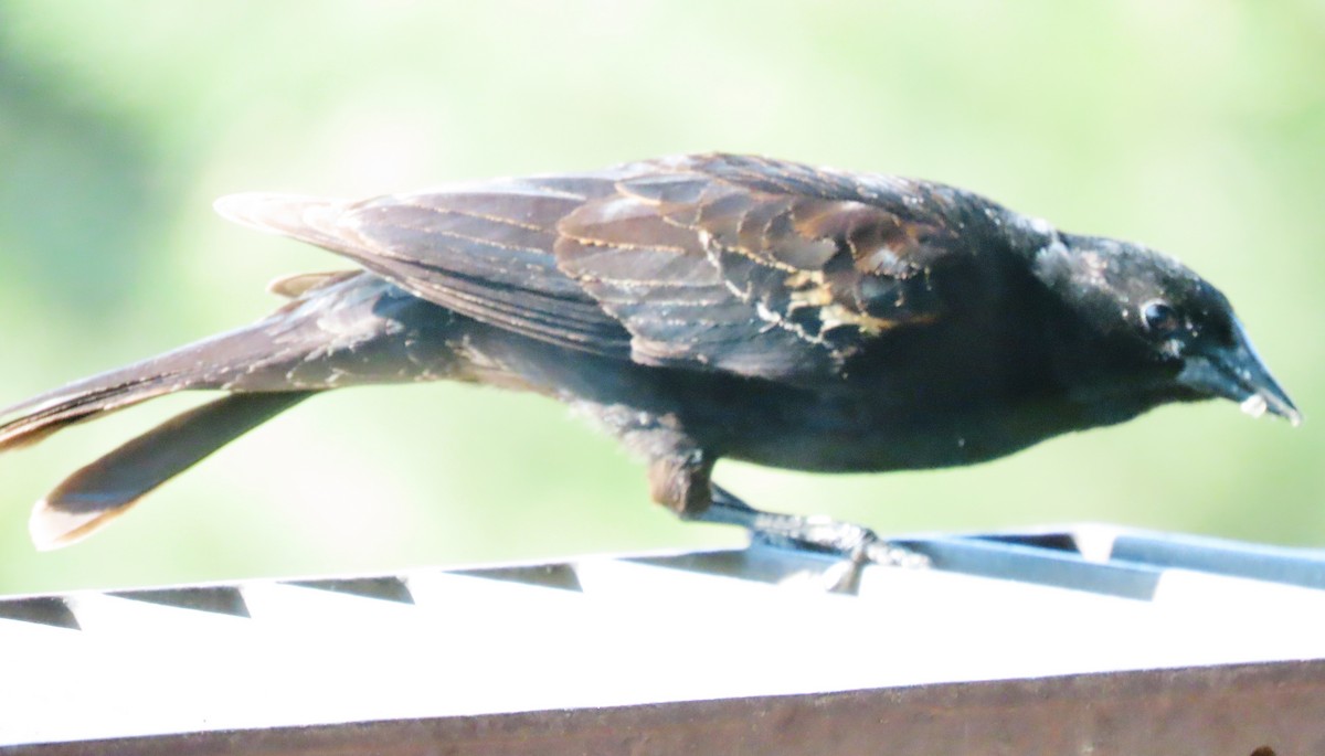 Red-winged Blackbird - ML620495929