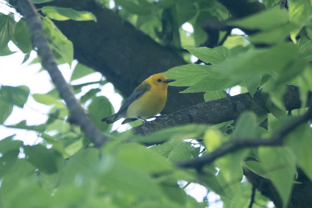 Prothonotary Warbler - ML620495930