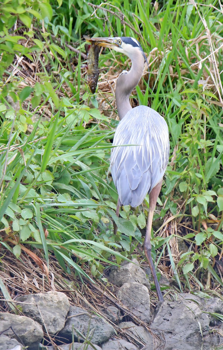 Great Blue Heron - ML620495936