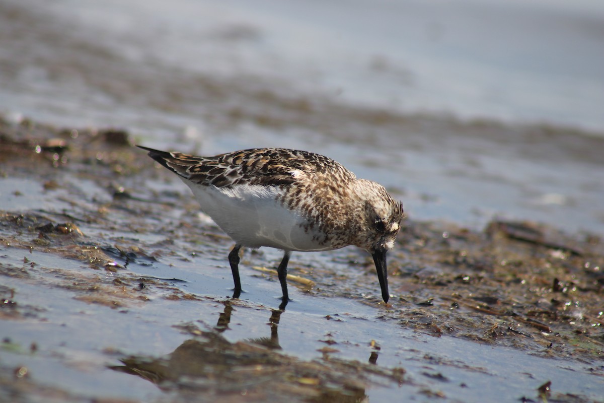 Bécasseau sanderling - ML620495938