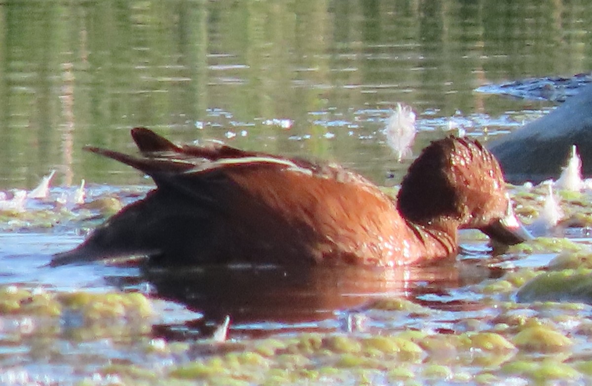 Cinnamon Teal - ML620495942