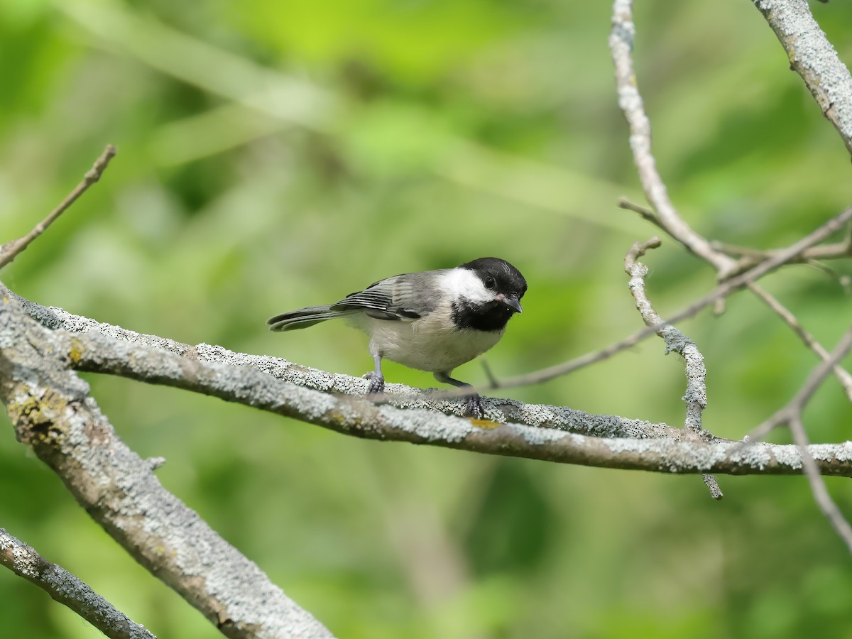 Black-capped Chickadee - ML620495946