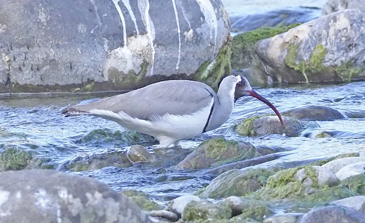 Picoibis - ML620495947